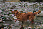 badender Nova Scotia Duck Tolling Retriever