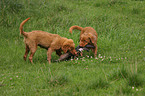 Nova Scotia Duck Tolling Retriever Welpen