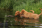 Nova Scotia Duck Tolling Retriever Welpen