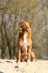 sitzender Nova Scotia Duck Tolling Retriever