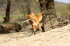 spielender Nova Scotia Duck Tolling Retriever