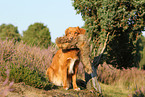 apportierender Nova Scotia Duck Tolling Retriever