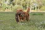 apportierender Nova Scotia Duck Tolling Retriever