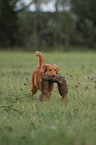 apportierender Nova Scotia Duck Tolling Retriever