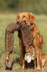 apportierender Nova Scotia Duck Tolling Retriever