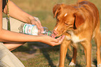 trinkender Nova Scotia Duck Tolling Retriever