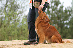 fressender Nova Scotia Duck Tolling Retriever