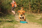 rennender Nova Scotia Duck Tolling Retriever