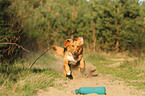 rennender Nova Scotia Duck Tolling Retriever