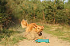 rennender Nova Scotia Duck Tolling Retriever