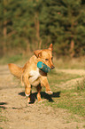 spielender Nova Scotia Duck Tolling Retriever