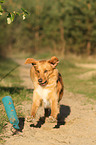 rennender Nova Scotia Duck Tolling Retriever