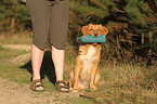 apportierender Nova Scotia Duck Tolling Retriever