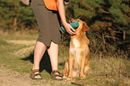 apportierender Nova Scotia Duck Tolling Retriever