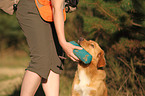 apportierender Nova Scotia Duck Tolling Retriever
