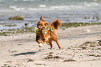 apportierender Nova Scotia Duck Tolling Retriever