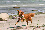 apportierender Nova Scotia Duck Tolling Retriever