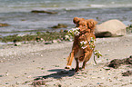 apportierender Nova Scotia Duck Tolling Retriever