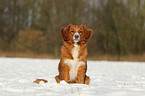 sitzender Nova Scotia Duck Tolling Retriever