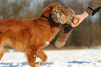 apportierender Nova Scotia Duck Tolling Retriever