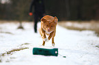 spielender Nova Scotia Duck Tolling Retriever