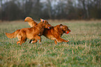 2 Nova Scotia Duck Tolling Retriever