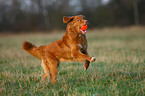 spielender Nova Scotia Duck Tolling Retriever