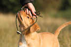 Nova Scotia Duck Tolling Retriever Welpe