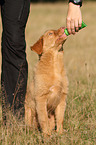 Nova Scotia Duck Tolling Retriever Welpe