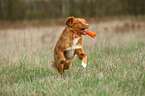 spielender Nova Scotia Duck Tolling Retriever