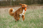 spielender Nova Scotia Duck Tolling Retriever