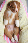 schlafender Nova Scotia Duck Tolling Retriever Welpe