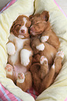 Nova Scotia Duck Tolling Retriever Welpen