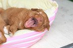 Nova Scotia Duck Tolling Retriever Welpe