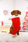 sitzender Nova Scotia Duck Tolling Retriever
