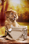 Nova Scotia Duck Tolling Retriever Welpe