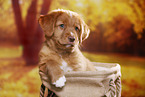 Nova Scotia Duck Tolling Retriever Welpe