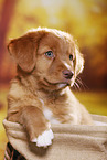 Nova Scotia Duck Tolling Retriever Welpe