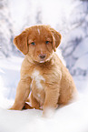 Nova Scotia Duck Tolling Retriever Welpe