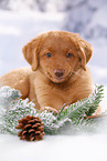 Nova Scotia Duck Tolling Retriever Welpe