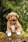 Nova Scotia Duck Tolling Retriever Welpe