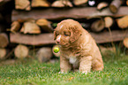 Nova Scotia Duck Tolling Retriever Welpe