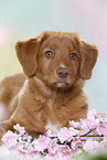 junger Nova Scotia Duck Tolling Retriever