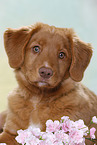 junger Nova Scotia Duck Tolling Retriever