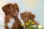 Nova Scotia Duck Tolling Retriever