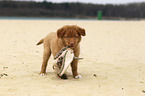 Nova Scotia Duck Tolling Retriever Welpe