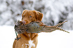 Nova Scotia Duck Tolling Retriever mit Dummy