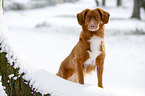 Nova Scotia Duck Tolling Retriever