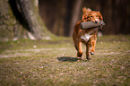 rennender Nova Scotia Duck Tolling Retriever