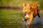 rennender Nova Scotia Duck Tolling Retriever